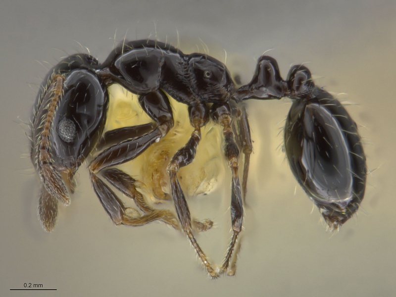 File:Mcz-ent00669642 Monomorium minimum hal.jpg