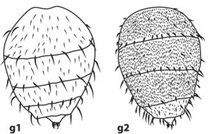 Ortiz-Sepulveda et al., 2019, Fig. 6 g1, g2.jpg