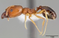 Pheidole clydei casent0005745 profile 1.jpg