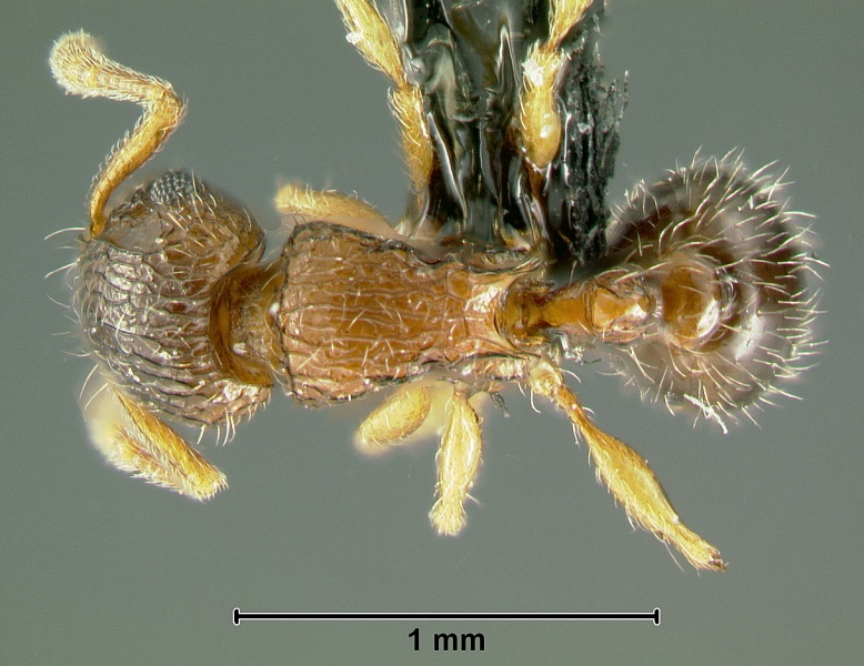 File:Tetramorium-smithiDa6.3.jpg