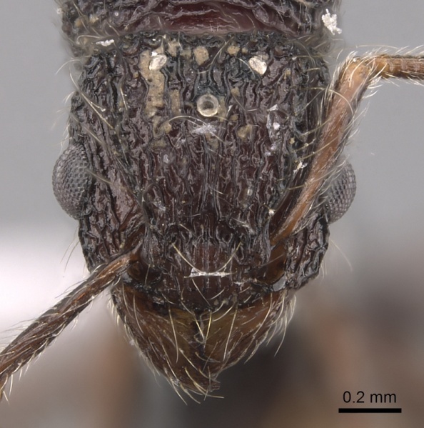 File:Tetramorium pylacum casent0418168 h 1 high.jpg