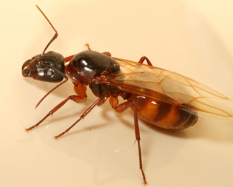 File:Camponotus americanus queen, Canton, Massachusetts (Tom Murray).jpg