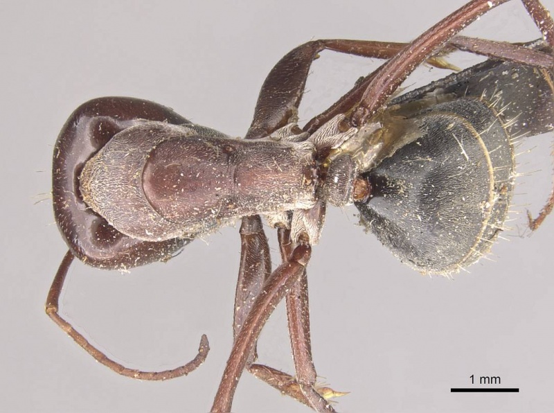 File:Camponotus cinereus casent0910365 d 1 high.jpg