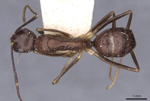 Camponotus picipes casent0910010 d 1 high.jpg