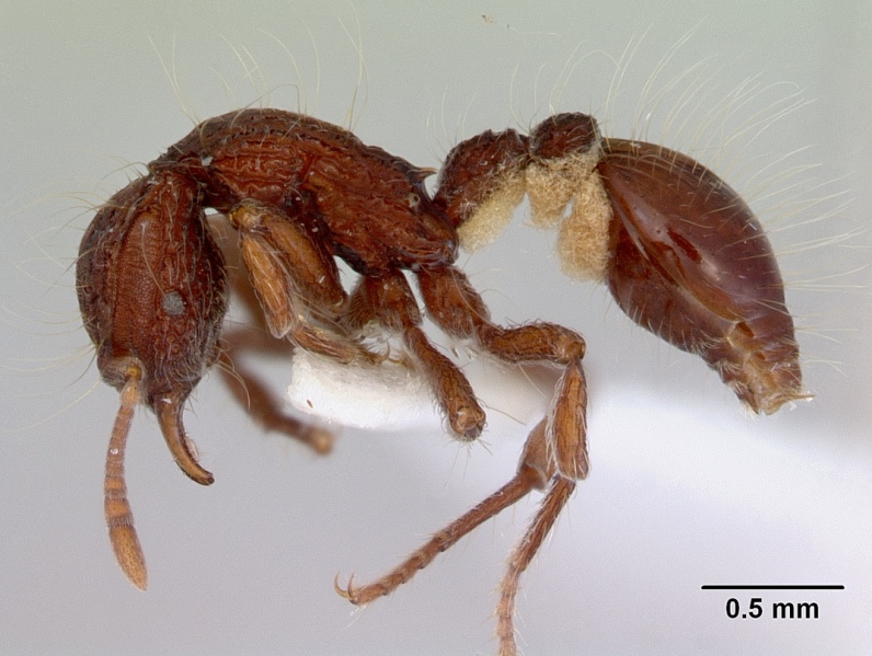 File:Dacetinops cirrosus casent0172451 profile 1.jpg