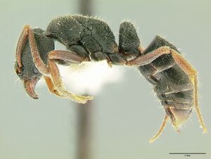 Ectomomyrmex acutus hal.jpg