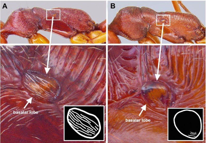 File:MacGown et al. 2014, fig. 5.jpg