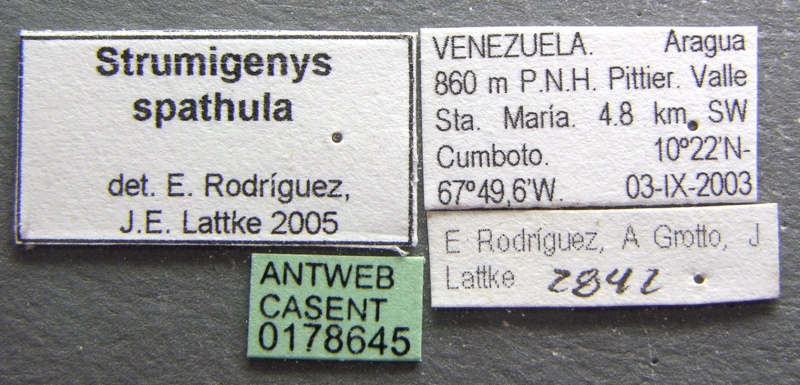 File:Strumigenys spathula casent0178645 label 1.jpg