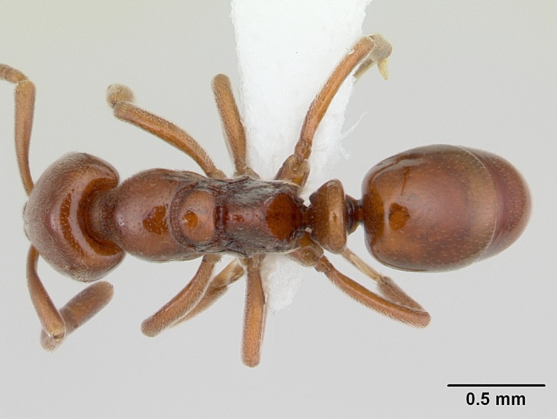 File:Asphinctopone silvestrii casent0178222 dorsal 1.jpg