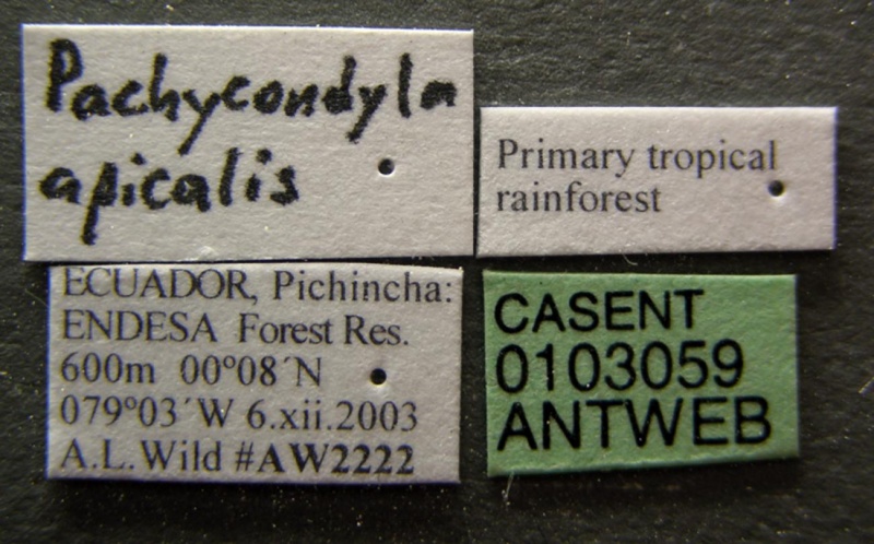 File:Pachycondyla apicalis casent0103059 label 1.jpg