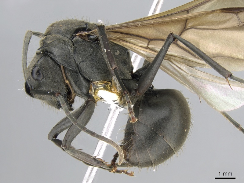 File:Polyrhachis continua casent0281194 p 1 high.jpg