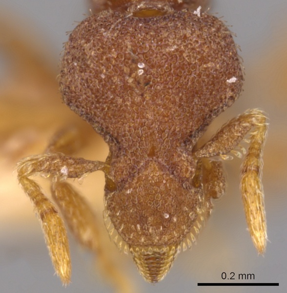 File:Strumigenys cassicuspis casent0900220 h 1 high.jpg