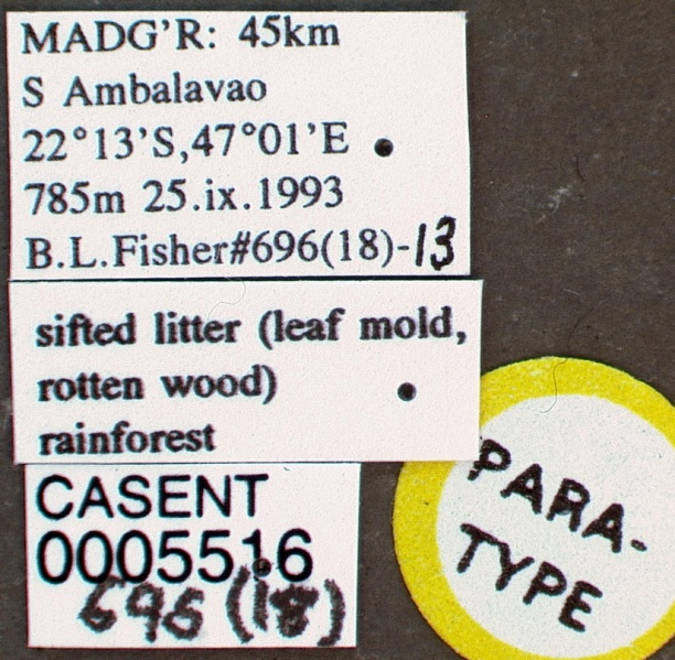 File:Strumigenys deverra casent0005516 label 1.jpg