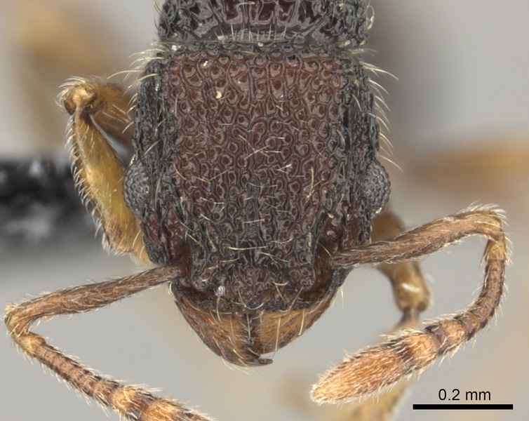 File:Tetramorium manni casent0183012 h 1 high.jpg