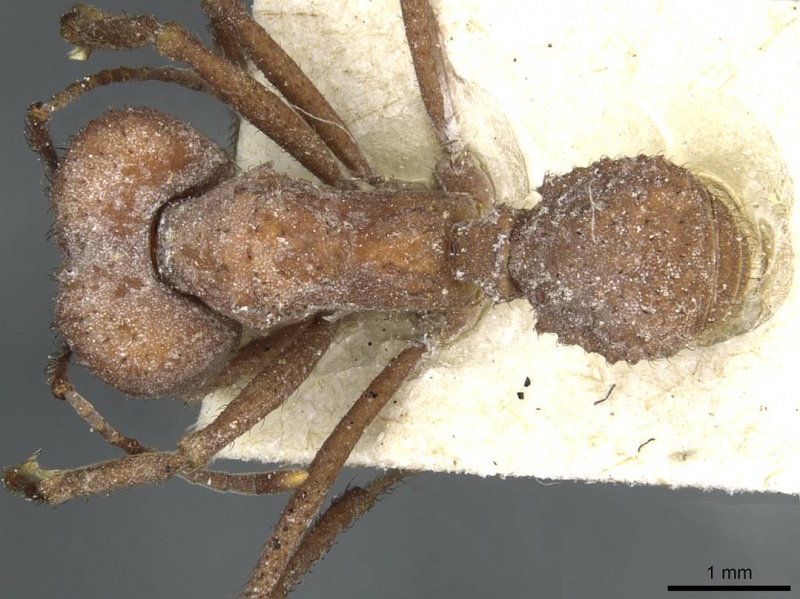 File:Acromyrmex pulvereus casent0912482 d 1 high.jpg