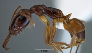 Anochetus isolatus side view