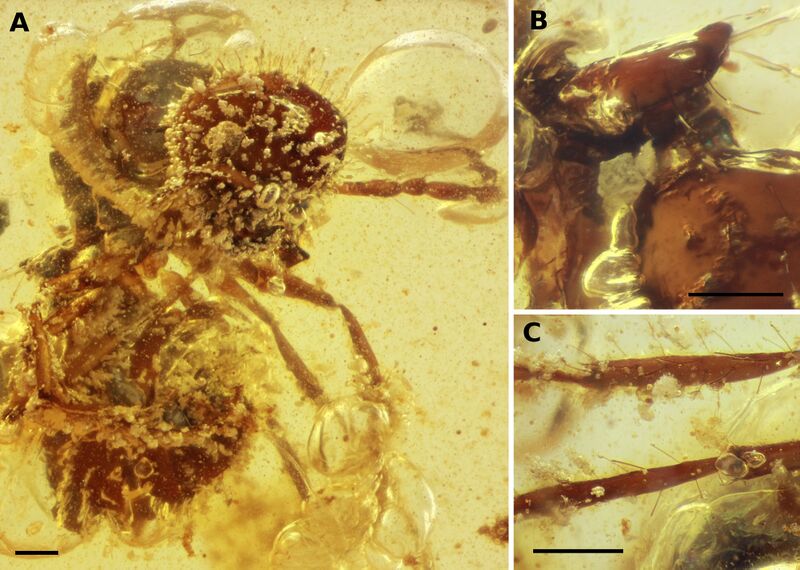File:Chaul, J.C.M. 2023. A revision of the Cretaceous ant genus Zigrasimecia (10.11646@zootaxa.5325.3.1), Fig. 16.jpg