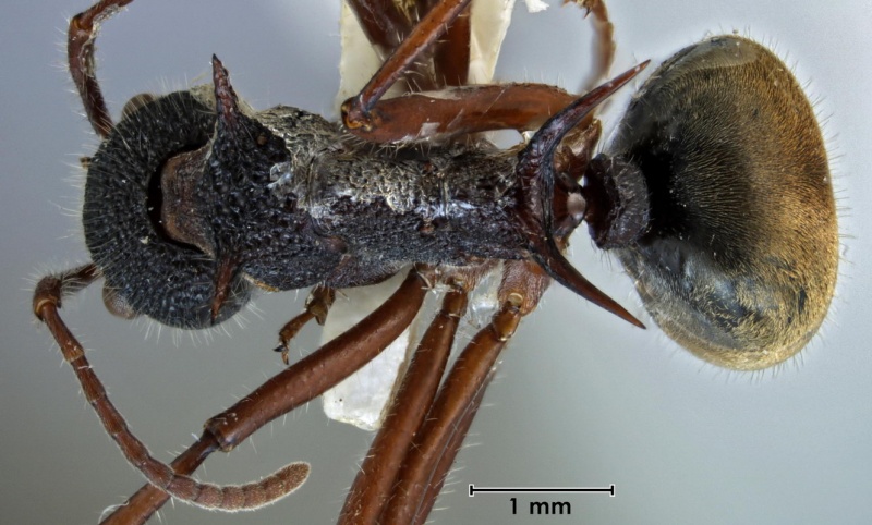 File:Dolichoderus extensispinus ANIC32-061379 top 20-Antwiki.jpg