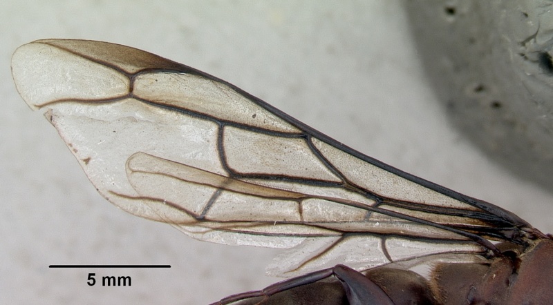 File:Dorylus nigricans casent0172641 profile 2.jpg