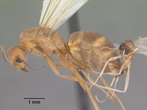 Dorymyrmex bureni casent0103862 profile 1.jpg