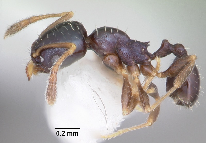 File:Pheidole metallescens casent0104412 profile 1.jpg