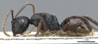 Polyrhachis furcula casent0905555 p 1 high.jpg