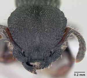 Procryptocerus convergens casent0178628 head 1.jpg