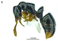 Thaumatomyrmex fraxini p.jpg