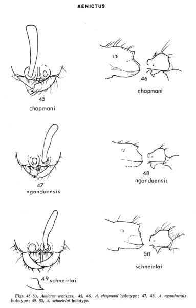 File:Wilson 1964 Army Ant fig 45-50.jpg