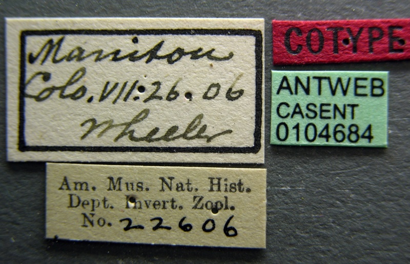 File:Formica comata casent0104684 label 1.jpg