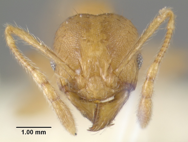 File:MCZ-ENT00300141 Pheidole aana hef.jpg