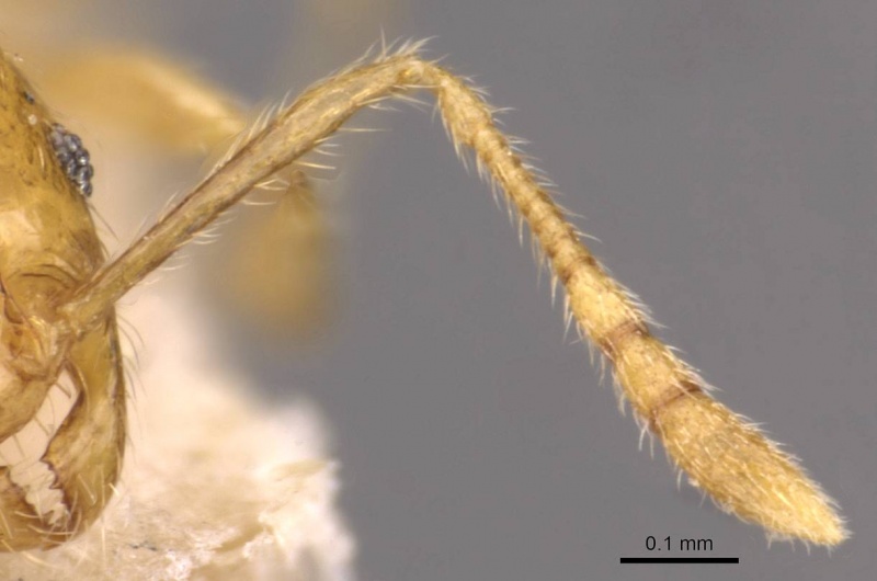 File:Pheidole butteli casent0907865 h 2 high.jpg