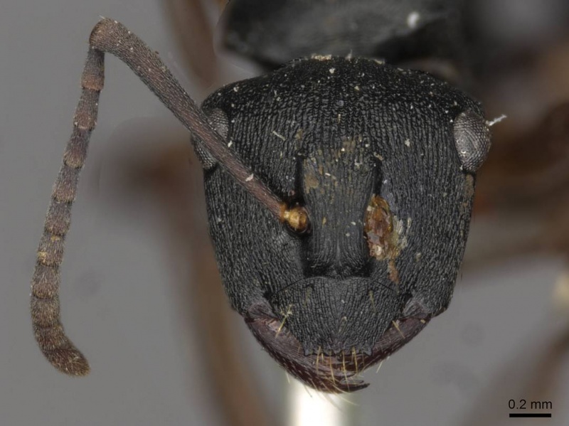 File:Polyrhachis cedarensis casent0910774 h 1 high.jpg