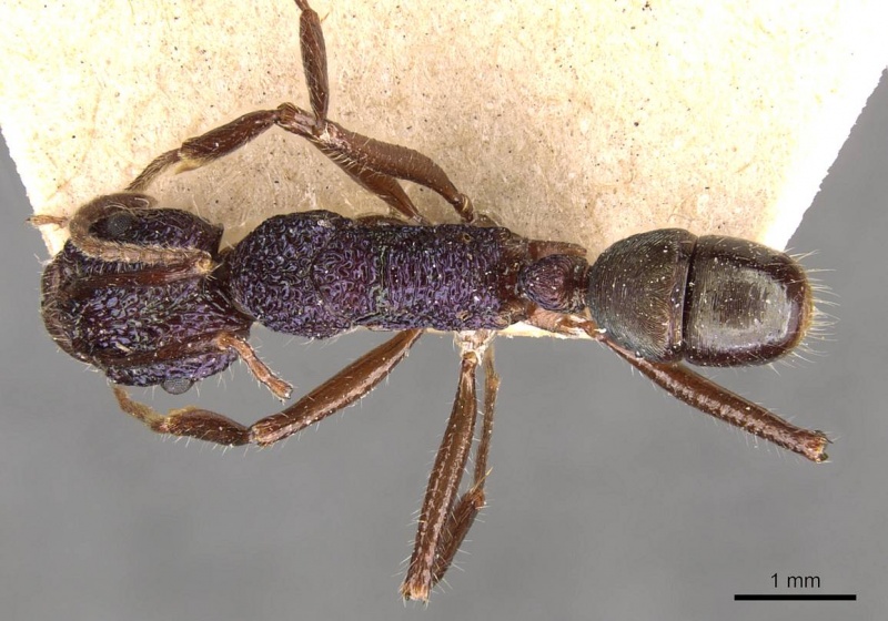 File:Rhytidoponera purpurea casent0907156 d 1 high.jpg