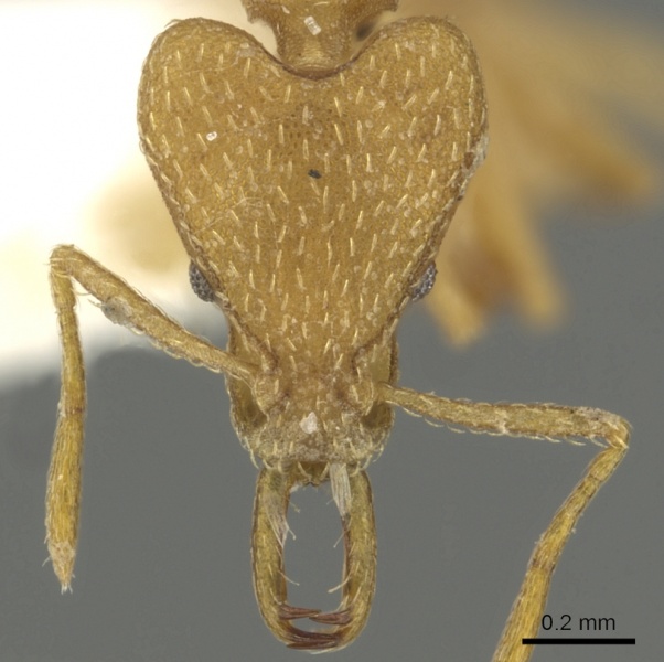 File:Strumigenys degonya casent0900835 h 1 high.jpg