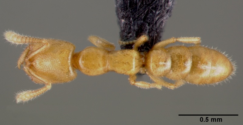 File:Amblyopone orizabana casent0007322 dorsal 1.jpg