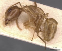 Camponotus glabrisquamis casent0905238 p 1 high.jpg