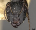 Camponotus schoutedeni