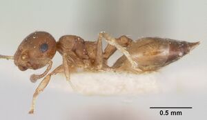 Crematogaster rasoherinae brunneola casent0101836 profile 1.jpg