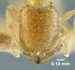 MCZ-ENT00020966 Oligomyrmex capreolus hef.jpg