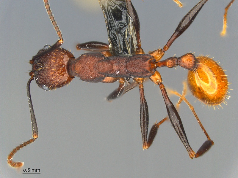 File:MCZ ENT Aphaenogaster-lamellidens had.jpg