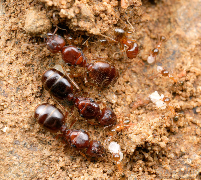 File:Pheidole megacephala14-XL.jpg