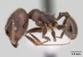 Pheidole obscurior casent0178039 profile 1.jpg