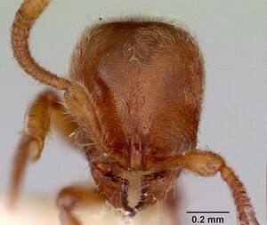 Proceratium caledonicum casent0172099 head 1.jpg