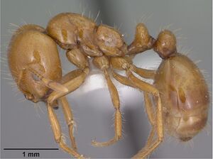 Solenopsis amblychila casent0102897 profile 1.jpg