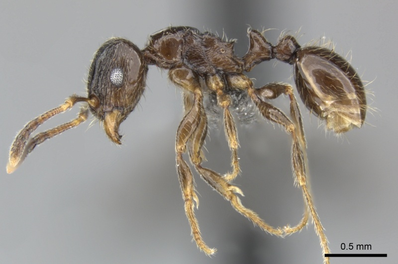 File:Tetramorium titus casent0249010 p 1 high.jpg