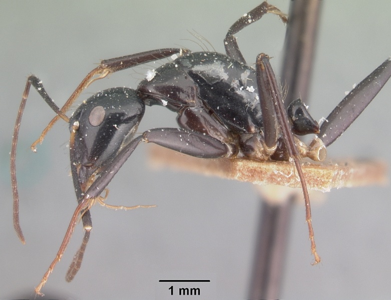 File:Camponotus dromedarius casent0101538 profile 1.jpg