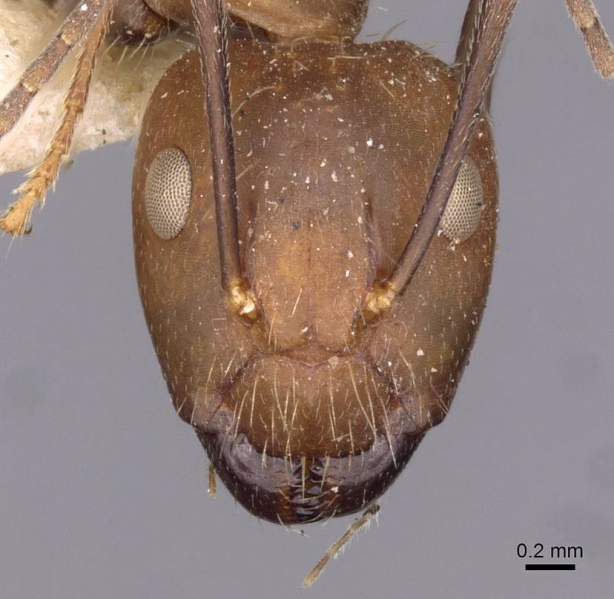 File:Camponotus nicobarensis casent0910162 h 1 high.jpg