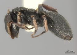 Cephalotes laminatus P casent0217838.jpg