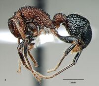 Dhadwal, T., Bharti, H. 2023. A new species of ant genus Stictoponera from India, Fig. 2.jpg